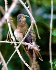Rufous-breasted Hermit 1897