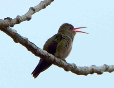 Gilded Hummingbird 8165