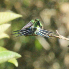 Hummingbird Green Thorntail 8067