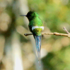 Hummingbird Green Thorntail 8077