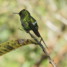 Hummingbird Green Thorntail 8064
