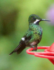 Hummingbird Green Thorntail female 0896