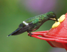 Hummingbird Green Thorntail female 7691