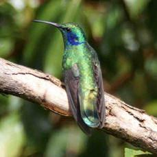 Hummingbird Green Violet-ear 8026
