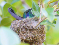 Hummingbird Green Violet-ear on nest 0517