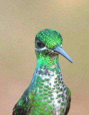 Hummingbird Green-crowned Brilliant female 7894
