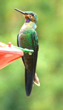 Hummingbird Green-crowned Brilliant juvenile 2069