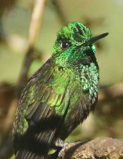 Hummingbird Green-crowned Brilliant male 8239