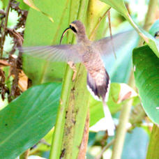 Hummingbird Long-billed Hermit