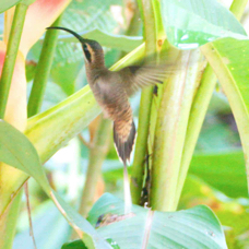 Hummingbird Long-billed Hermit 3934