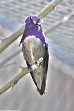 Costas Hummingbird male 6920