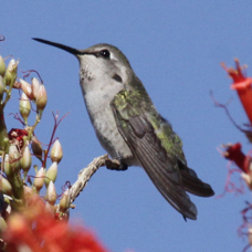 Costa's Hummingbird 2408