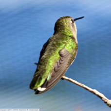 Costas Hummingbird female 6284