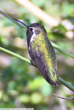 Costas Hummingbird female 6377