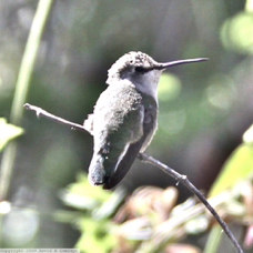 Costas Hummingbird female 6832