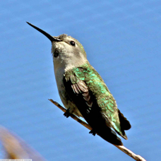 Costas Hummingbird female 6967