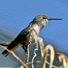 Costas Hummingbird female 6973