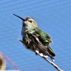 Costas Hummingbird female 7006