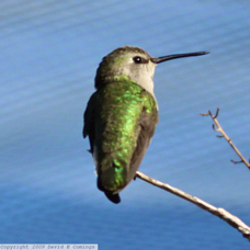 Costas Hummingbird female 6274