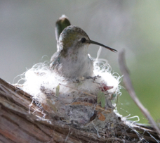 Costa's Hummingbird female on nest-62.jpg