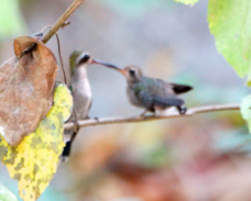Doubleday's Hummingbird feeding 3229