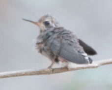 Dubbleday's Hummingbird juvenile 3173