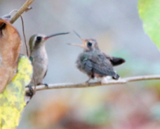 Doubleday's Hummingbird feeding 3222