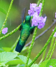 Blue-tailed Emerald male-780