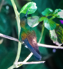Copper-rumped Hummingbird-1086