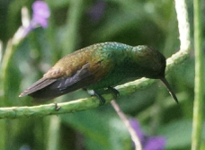 Copper-rumped Hummingbird-43