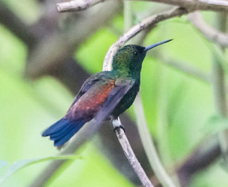 Copper-rumped Hummingbird-443