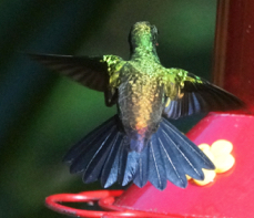 Copper-rumped Hummingbird-562