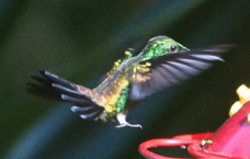 Copper-rumped Hummingbird-570