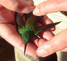 Copper-rumped Hummingbird in hand-72