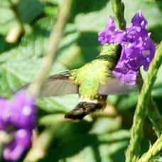 Hummingbird Coquette Black-crested 8397