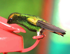 Hummingbird Coppery-headed Emerald 7651