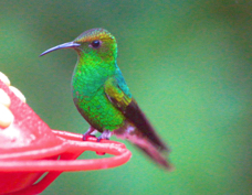Hummingbird Coppery-headed Emerald male 0922