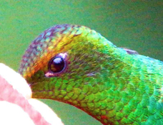 Hummingbird Coppery-headed Emerald male 0925