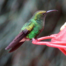 Hummingbird Coppery-headed Emerald 1178