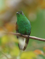 Hummingbird Coppery-headed Emerald 7668