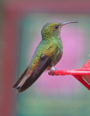 Hummingbird Coppery-headed Emerald female 0824