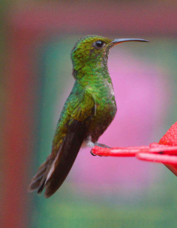 Hummingbird Coppery-headed Emerald female 0832