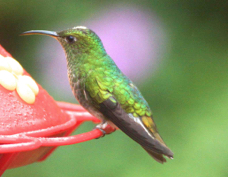 Hummingbird Coppery-headed Emerald female 0954