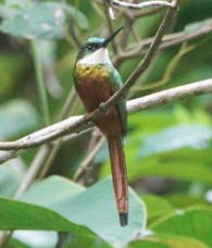 Rufous-tailed Jacamir male-240