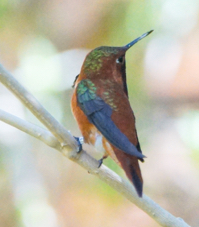Rufous Hummingbird-122.jpg