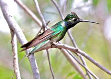 Magnificant Hummingbird 6725