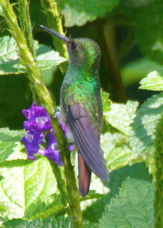 Hummingbird Rufous-tailed 7322
