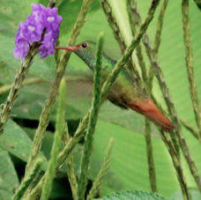 Hummingbird Rufous-tailed 7643