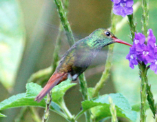 Hummingbird Rufous-tailed 8012