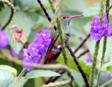 Hummingbird Rufous-tailed 8034